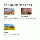 제주사계 이미지