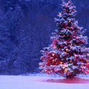 크리스마스 트리 이미지