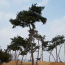 금마조경