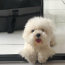 초원애견샵 이미지