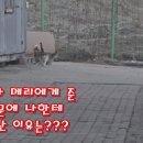 얌전이를 크게 혼냈다! 이미지