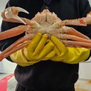 [찐후기] 알찬수산에서 킹크랩·홍게 시켜봤습니다 🦀 내돈내산 리얼 리뷰!