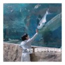 조마루로 | 부천아이랑 갈만한곳 플레이아쿠아리움 인어공주 공연