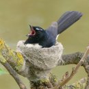 윌리할미새 [Willie wagtail (Rhipidura leucophrys)] 이미지