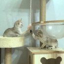 실버캐슬 캐터리 이미지