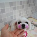 짱아미용실 이미지