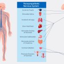 parasympathetic nerve(cranial nerve, sacral nerve) 전체의 이해!! 이미지