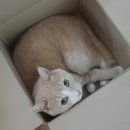 메이플 동물의료센터 이미지