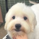 꿈의 애견미용 | 부평애견미용자격증 학원 등록 전, 자격증 종류와 실무 차이