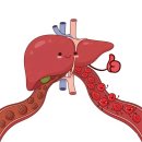 광천한방병원 | 손발은 늘 얼음장? 잦은 두통에 어지럼증? 이건 '피 부족' 시그널입니다![더헤모리버 가격/효능/판매처]
