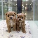 데일리독 이미지