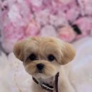 야옹아멍멍해봐 김포운양점 이미지