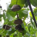 산속장어 이미지