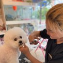 뽀 dog | [의왕 내손동 애견미용] 독차지: 평점 4.85! 비숑 전문 원장님의 뽀용뽀용 가위컷 후기