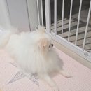 [입양완료]애교둥이 포메 밀키😘 이미지