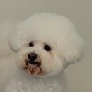 댕댕미장원 이미지