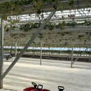 두동농장 | 아이랑 가기 좋은 곳, 경기도 화성 [더나은딸기] 딸기체험 / 직접 따온 싱싱한 딸기 맛도 최고!