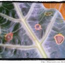 식물에 자주 나타나는 해충의 모습과 증상, 조치법(3학년 방. 김화숙학우님이 올린 글) 이미지