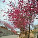 순천여행 탐매마을 봄꽃 찾아홍매화 개화시기 이미지