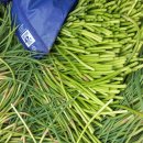 햇마늘쫑 이미지