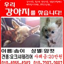 요크셔(여아)10살 막둥이를 찾습니다. 이미지