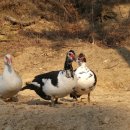 동녁농장 이미지