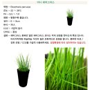 헤어그라스 이미지