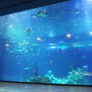 아쿠아플라넷 제주 이미지