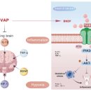 Re: 녹용 생체활성 펩타이드의 항노화 효과 2025년 리뷰!! 이미지