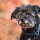 강아지 와요와요 이미지