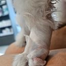 나무동물병원 | 노령견 지방종 부분마취 제거 후기( 안양 나무 동물, 석수동 24시 마음든든 동물병원)