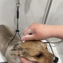 마이뷰티독 이마트 월계점 이미지