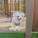 바잇미 | 강아지 하네스 추천! 바잇미 컴포트 하네스 세트 v2 카키핑크 후기