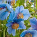 블루blue