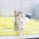 김해 해피몽 김해강아지분양 고양이분양 이미지