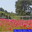 간절곶 풍차 이미지