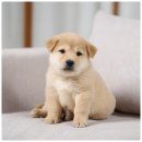 드림독 강아지 고양이 안심분양센터 시흥점 | 내 마음에 저장! 인천강아지분양, 버디독 고양이분양 강아지분양 안심분양센터 인천점에서 찾은 행복♥