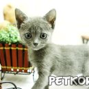 순한고양이 이미지