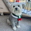 만족하개 | 몽이랑캠핑 동계 장박일기 #6 몽이일기