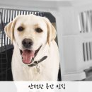 아지켄 | 강아지 켄넬 크레이트 집처럼 느끼게 하려면?