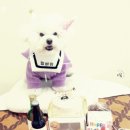 부산애견호텔 강아지유치원 애견미용 맘바이 수영구점 이미지