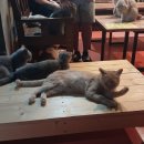 구름위의고양이 이미지