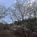 가평 맑은물소리캠핑장, 벚꽃 실패(25.4.12)