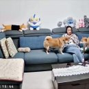사람 문 시바견 훈육하는 여자ㄷㄷㄷㄷ 이미지