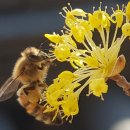 진미손칼국수 이미지