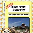 마늘과 양파의 생육상황은? - 4월 기상 동향 및 마늘·양파 생육 전망