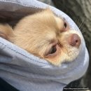 아이본 | 광진구 자양동 동물병원 추천 강아지 정형외과 건강검진 아이본 동물병원.