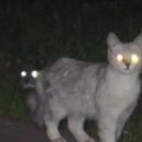 고양이눈 이미지