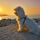 강아지숲 박물관 이미지