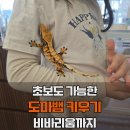 246 | 인천 비바리움 파충류샵 비바어스렙타일｜초보도 키우기 쉬운 도마뱀 분양 후기